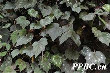 花葉秋海棠 Begonia cathayana