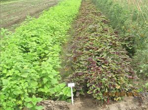 感知農場 感知農場