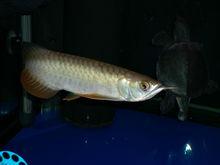 紅尾金龍形態圖