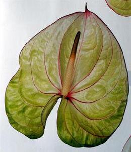 特斯拉[天南星科花燭屬紅掌品種]