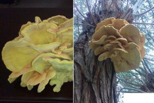 新疆發現特大柳樹菇