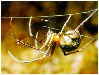洞蜘蛛 洞蜘蛛