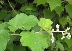 毛梗長葉懸鉤子 毛梗長葉懸鉤子