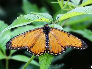 苧麻黃蛺蝶 苧麻黃蛺蝶