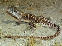 蛇蜥亞目 蛇蜥亞目