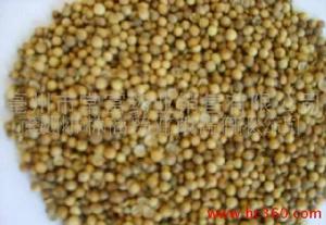 胡荽子[胡荽子]