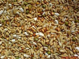 蛋白質飼料 蛋白質飼料