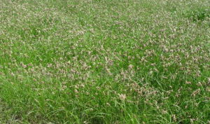 匍匐苔草 匍匐苔草