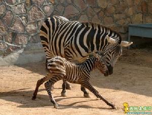 西霞口野生動物保護區