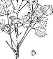 圓葉楤木 圓葉楤木