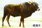 南方牛