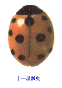 十一星瓢蟲 十一星瓢蟲