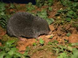 四川短尾鼩 四川短尾鼩