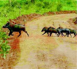 450公斤重超級野豬 450公斤重超級野豬