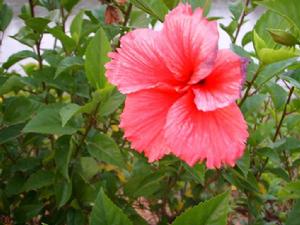 扶桑花[扶桑花]