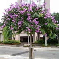 紫薇[紫薇樹]