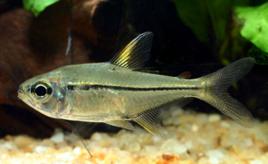 公主燈魚 公主燈魚