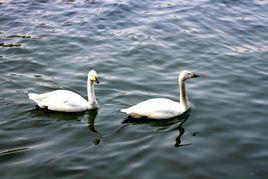 一對天鵝 一對天鵝