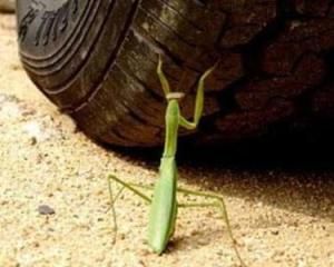 螳臂擋車 螳臂擋車