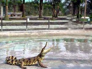 久玖鱷魚公園