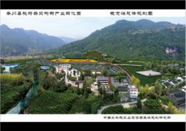 雜交構樹扶貧 雜交構樹扶貧