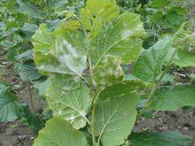 榛[堅果名稱樺木科榛屬植物]