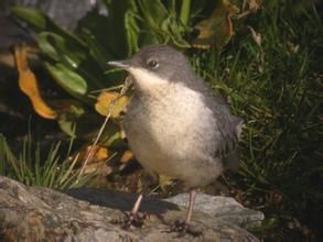 河烏新疆亞種 河烏新疆亞種