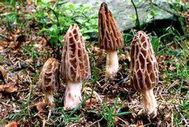 迭部羊肚菌 迭部羊肚菌