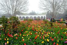 洛陽鬱金香花園