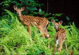 盛京圍場與皇家鹿苑 盛京圍場與皇家鹿苑
