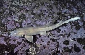 灰斑竹鯊