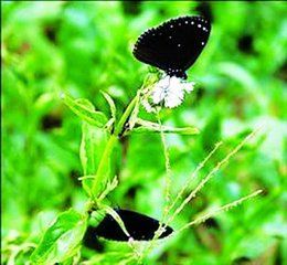 光葉風毛菊 光葉風毛菊