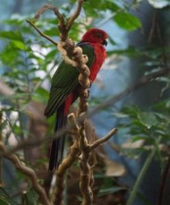 紅胸輝鸚哥 紅胸輝鸚哥