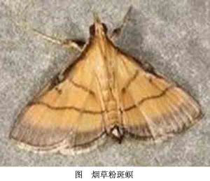 菸草粉螟 菸草粉螟