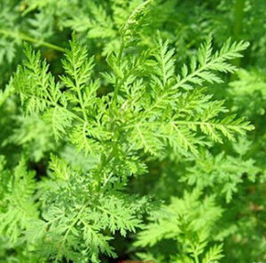 甘新青蒿 甘新青蒿