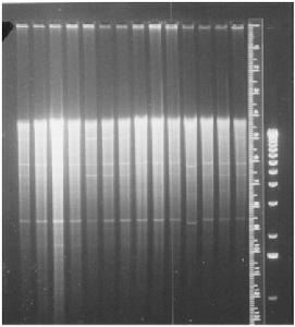 沒切後的基因組DNA電泳圖