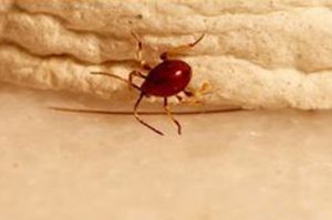 溝裸口蟲 溝裸口蟲