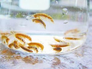 七彩鴛鴦蝦 七彩鴛鴦蝦