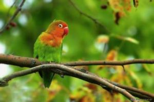 面罩鸚鵡 面罩鸚鵡