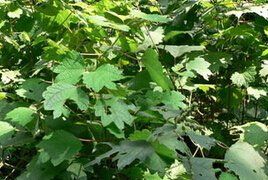 懸鈴木葉苧麻 懸鈴木葉苧麻