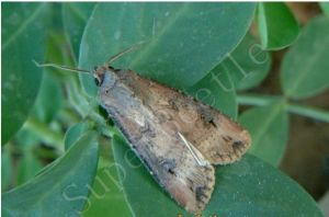 小地老虎（成蟲）