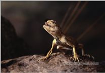 （圖）南疆沙蜥