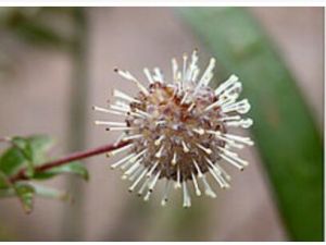 毛葉水錦樹 毛葉水錦樹
