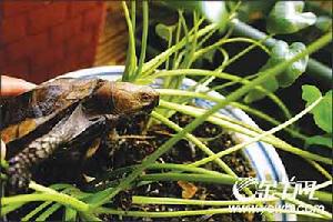 另類寵物：別拿烏龜不當動物(組圖)