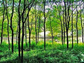 喇叭溝門原始森林 喇叭溝門原始森林