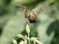 贊氏蜂鳥 贊氏蜂鳥