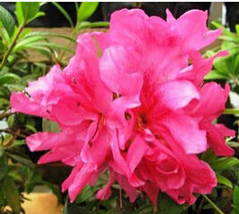 汶川褐毛杜鵑 汶川褐毛杜鵑