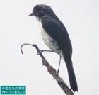 黑白林鵖 黑白林鵖