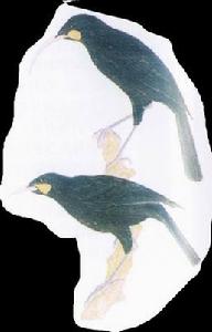 黃嘴垂耳鴉 黃嘴垂耳鴉