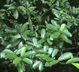 雲南含笑 雲南含笑